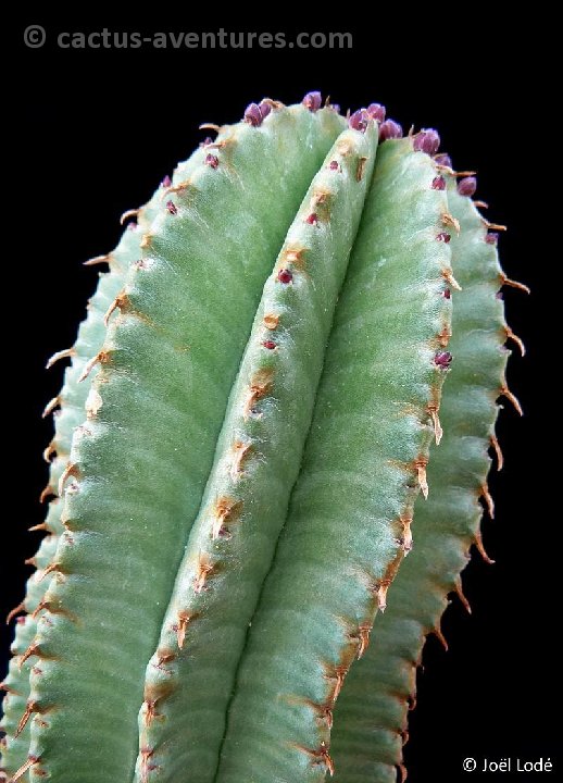 Euphorbia nesemannii P1190017